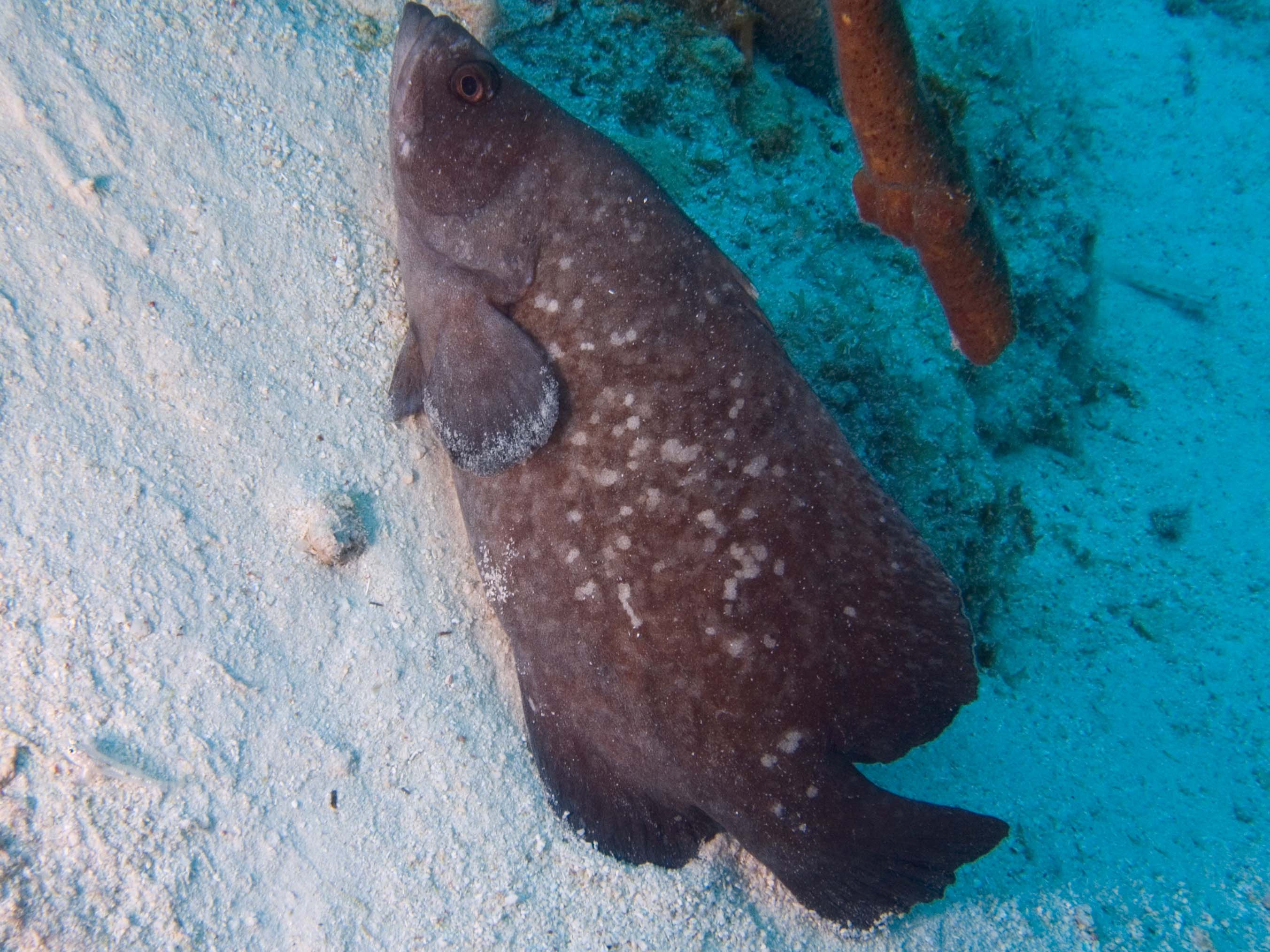 gal/Bonaire 2006/SoapfishCropped5x3.jpg